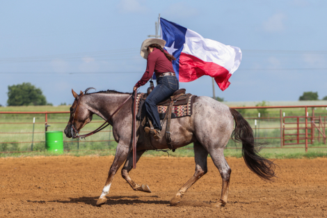 HorseID: 2303282 MR GOODBARS TALKIN - PhotoID: 1085872