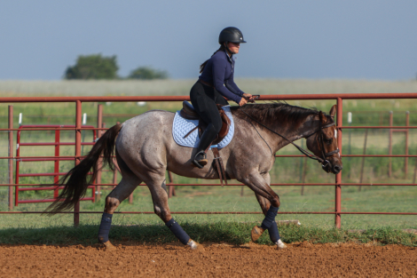 HorseID: 2303282 MR GOODBARS TALKIN - PhotoID: 1085873