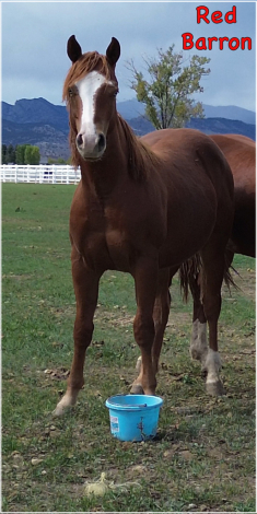 HorseID: 2303283 GUNNERS RED BARRON VP - PhotoID: 1085977