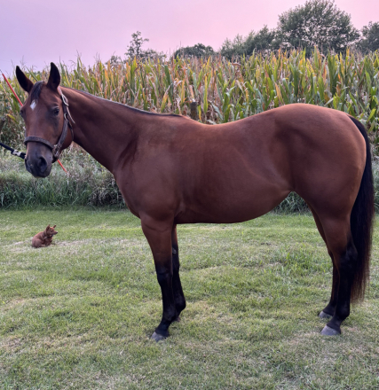 HorseID: 2303284 Dualn Whiz Can Scoot - PhotoID: 1085875