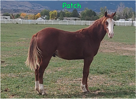 HorseID: 2303286 GUNNERS JC PATCH VP - PhotoID: 1085978