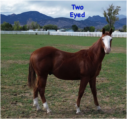 HorseID: 2303288 GUNNERS TWO EYED VP - PhotoID: 1085976