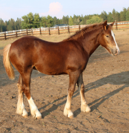 HorseID: 2303289 Spice - PhotoID: 1085876