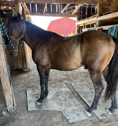 HorseID: 2303290 Along came a Spyder - PhotoID: 1087676