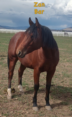 HorseID: 2303292 GUNNERS ZAN BAR VP - PhotoID: 1085975