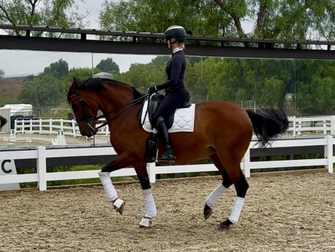 HorseID: 2303294 Avalancha - PhotoID: 1085879