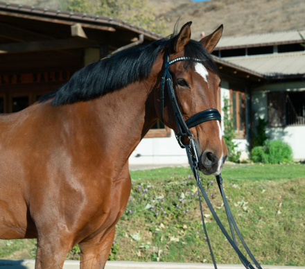 HorseID: 2303294 Avalancha - PhotoID: 1085881