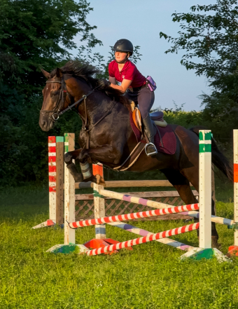 HorseID: 2303299 Krystal Beauty - PhotoID: 1085892