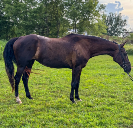 HorseID: 2303299 Krystal Beauty - PhotoID: 1085893