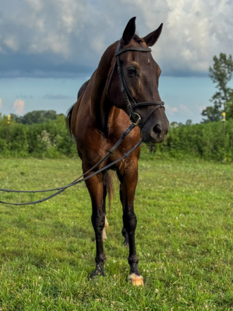 HorseID: 2303299 Krystal Beauty - PhotoID: 1085894