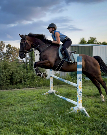 HorseID: 2303299 Krystal Beauty - PhotoID: 1085895