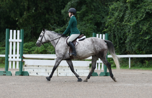 HorseID: 2303300 Forget Me Not - PhotoID: 1085897