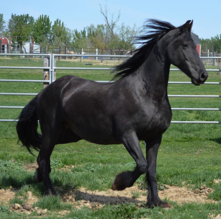 HorseID: 2303303 ICE - PhotoID: 1085899