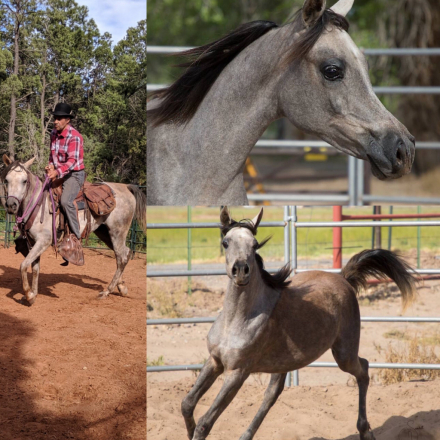 HorseID: 2303314 Scheherazade silver - PhotoID: 1085903