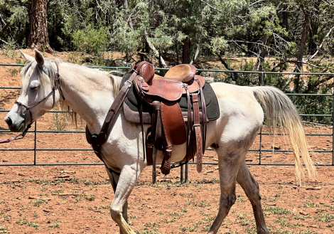 HorseID: 2303314 Scheherazade silver - PhotoID: 1085904