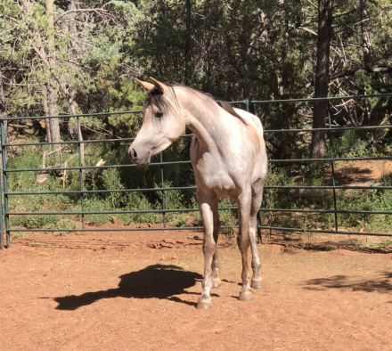 HorseID: 2303314 Scheherazade silver - PhotoID: 1085905