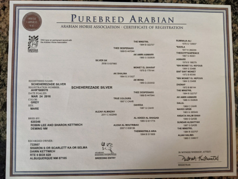 HorseID: 2303314 Scheherazade silver - PhotoID: 1085906