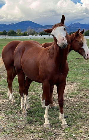 HorseID: 2303332 Gunner-Bred AQHA Yearlings - PhotoID: 1085971