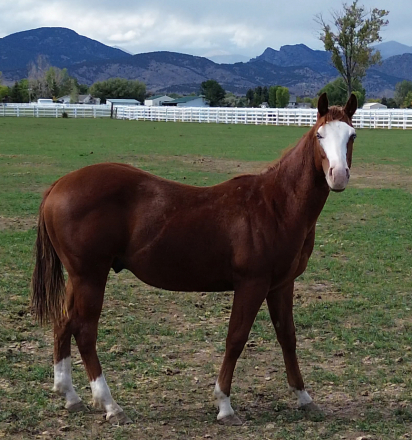 HorseID: 2303332 Gunner-Bred AQHA Yearlings - PhotoID: 1085972