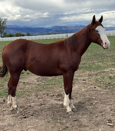 HorseID: 2303332 Gunner-Bred AQHA Yearlings - PhotoID: 1085973