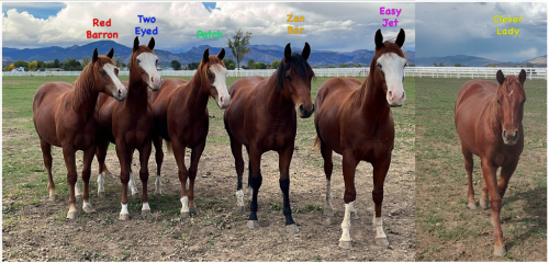 HorseID: 2303332 Gunner-Bred AQHA Yearlings - PhotoID: 1085970