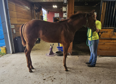 HorseID: 2303334 Sail On Kid - PhotoID: 1085911