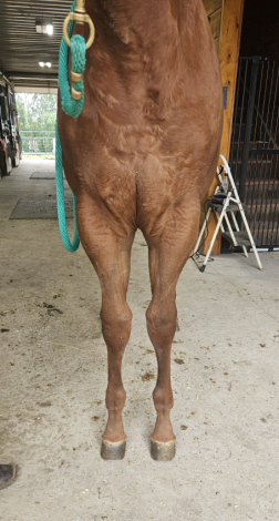 HorseID: 2303334 Sail On Kid - PhotoID: 1085912