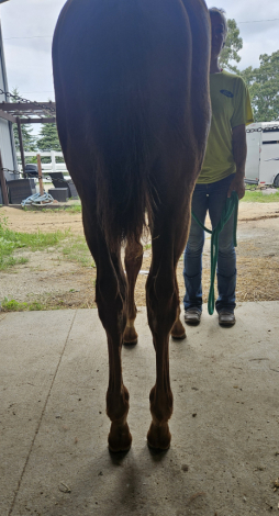 HorseID: 2303334 Sail On Kid - PhotoID: 1085913