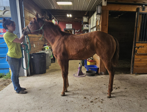 HorseID: 2303334 Sail On Kid - PhotoID: 1085914