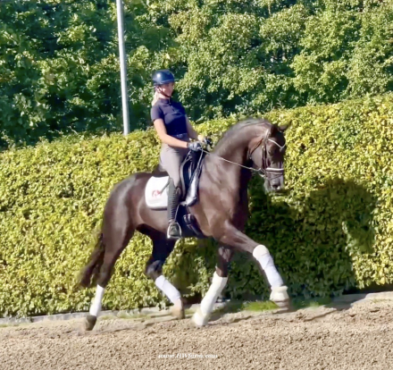 HorseID: 2303335 Bon Excellent HW - PhotoID: 1085916