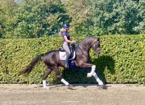 HorseID: 2303335 Bon Excellent HW - PhotoID: 1085917