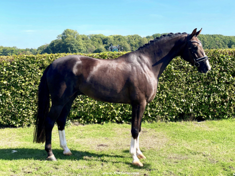 HorseID: 2303335 Bon Excellent HW - PhotoID: 1085918