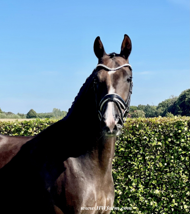 HorseID: 2303335 Bon Excellent HW - PhotoID: 1085919