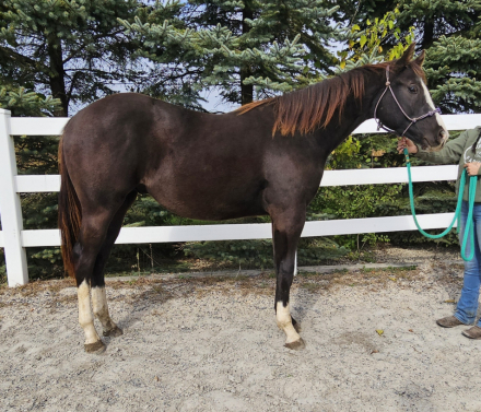 HorseID: 2303336 Wow Fancy Corona - PhotoID: 1085920