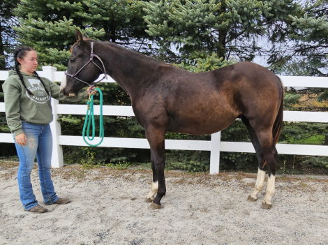 HorseID: 2303336 Wow Fancy Corona - PhotoID: 1085921