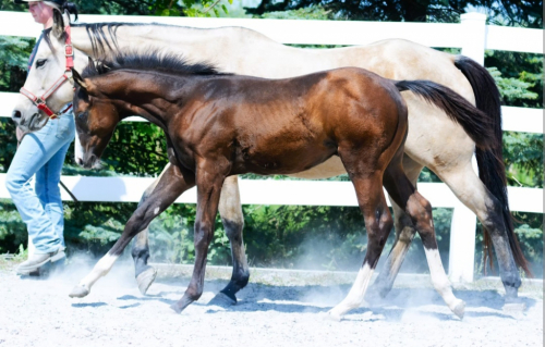 HorseID: 2303336 Wow Fancy Corona - PhotoID: 1085922