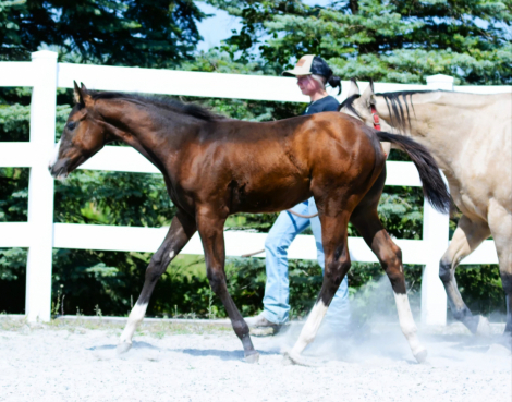 HorseID: 2303336 Wow Fancy Corona - PhotoID: 1085923