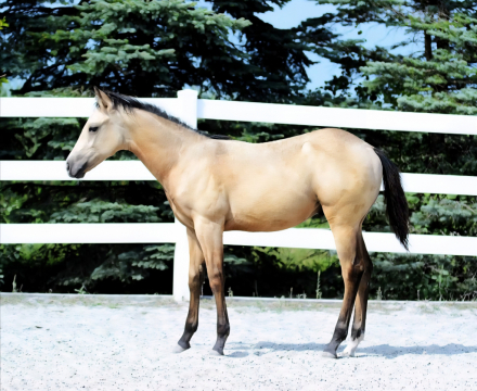 HorseID: 2303340 Cats Jewelatomic - PhotoID: 1085928