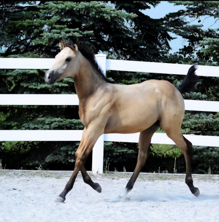 HorseID: 2303340 Cats Jewelatomic - PhotoID: 1085929