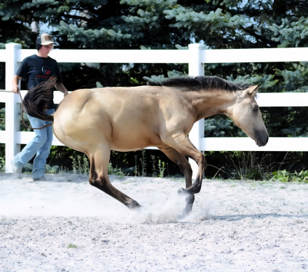 HorseID: 2303340 Cats Jewelatomic - PhotoID: 1085930