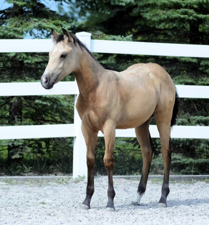 HorseID: 2303340 Cats Jewelatomic - PhotoID: 1085931