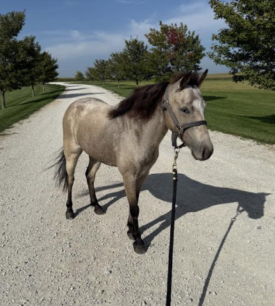 HorseID: 2303341 Rudy - PhotoID: 1085933