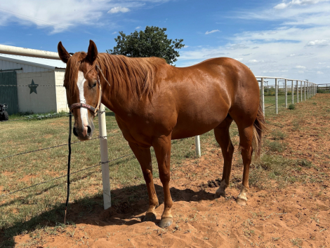 HorseID: 2303343 Vital Kisses - PhotoID: 1085934