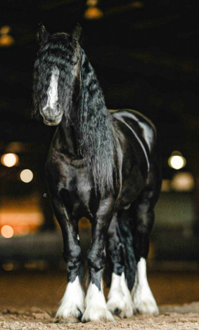 HorseID: 2303345 King - PhotoID: 1085936