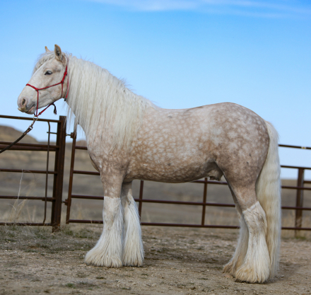 HorseID: 2303346 SSFR Thorwa - PhotoID: 1085937