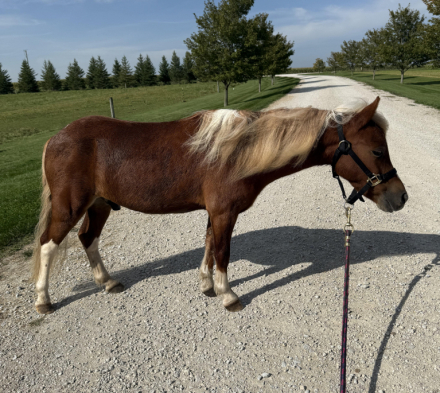 HorseID: 2303348 Spud - PhotoID: 1085939