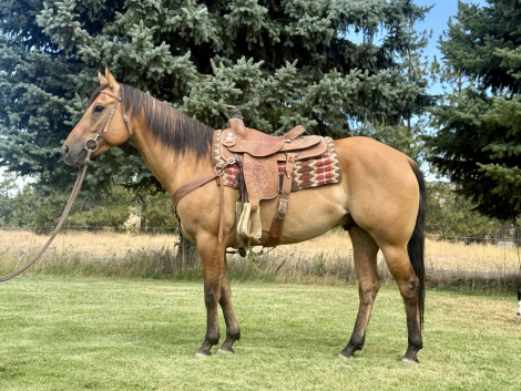 HorseID: 2303349 KT Double Whammy - PhotoID: 1086265