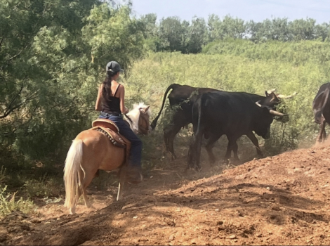 HorseID: 2303352 Barbie - PhotoID: 1085954