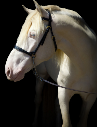 HorseID: 2303357 Sol Espumoso DCA - PhotoID: 1086328