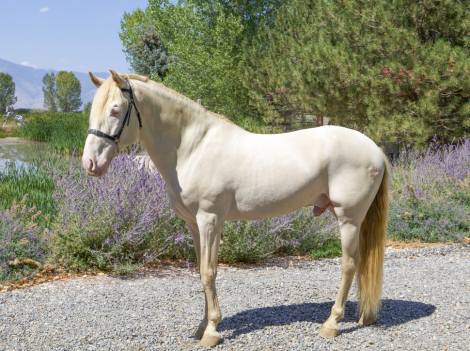 HorseID: 2303357 Sol Espumoso DCA - PhotoID: 1086329